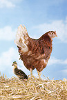 chicken and duck