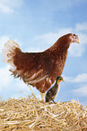 chicken and duck