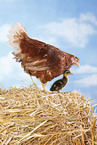 chicken and duck
