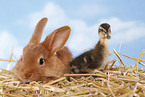 rabbit and duck