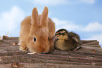 rabbit and duck