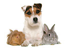Jack Russell Terrier, bunny and guinea pig