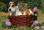 Jack Russell Terrier and guinea pig