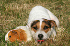 Jack Russell Terrier and guinea pig