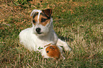Jack Russell Terrier and guinea pig