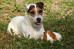 Jack Russell Terrier and guinea pig