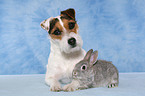 Jack Russell Terrier and pygmy rabbit