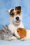 Jack Russell Terrier, bunny and guinea pig