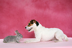 Jack Russell Terrier and pygmy rabbit