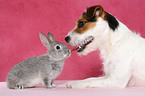 Jack Russell Terrier and pygmy rabbit