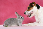Jack Russell Terrier and pygmy rabbit