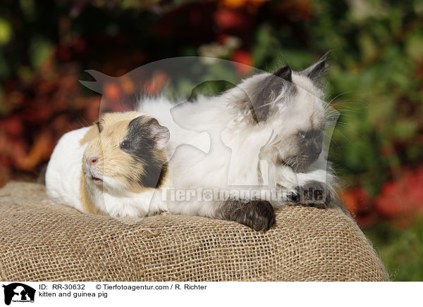kitten and guinea pig / RR-30632