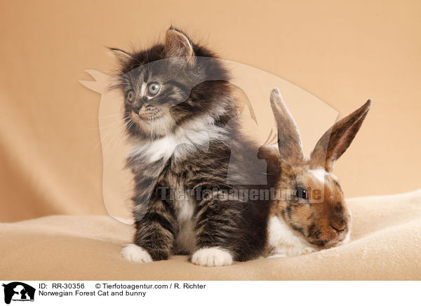 Norwegisches Waldktzchen und Rexkaninchen / Norwegian Forest Cat and bunny / RR-30356