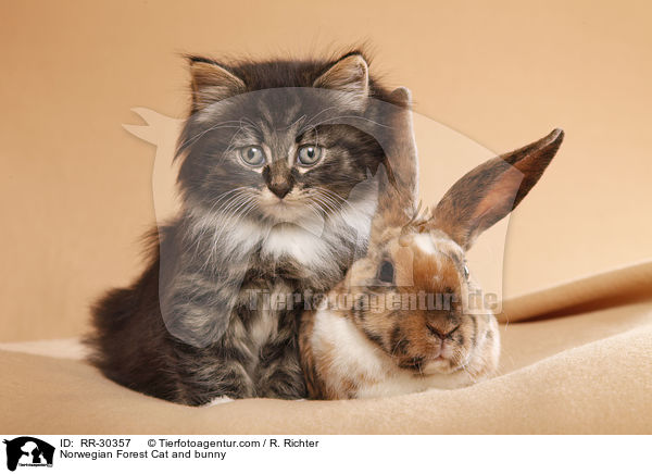 Norwegisches Waldktzchen und Rexkaninchen / Norwegian Forest Cat and bunny / RR-30357