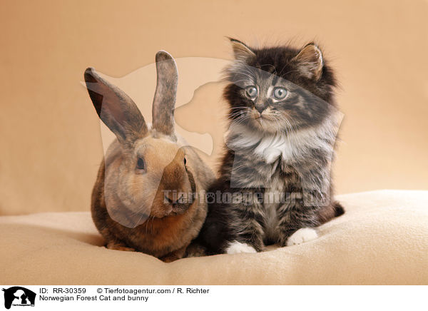 Norwegisches Waldktzchen und Rexkaninchen / Norwegian Forest Cat and bunny / RR-30359