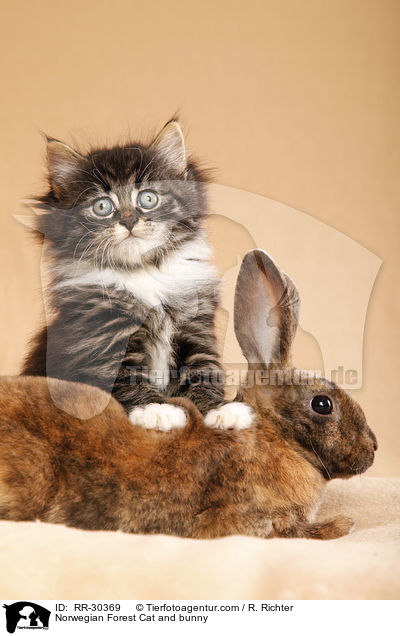 Norwegisches Waldktzchen und Rexkaninchen / Norwegian Forest Cat and bunny / RR-30369
