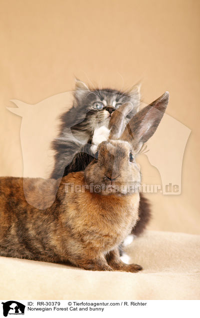 Norwegisches Waldktzchen und Rexkaninchen / Norwegian Forest Cat and bunny / RR-30379