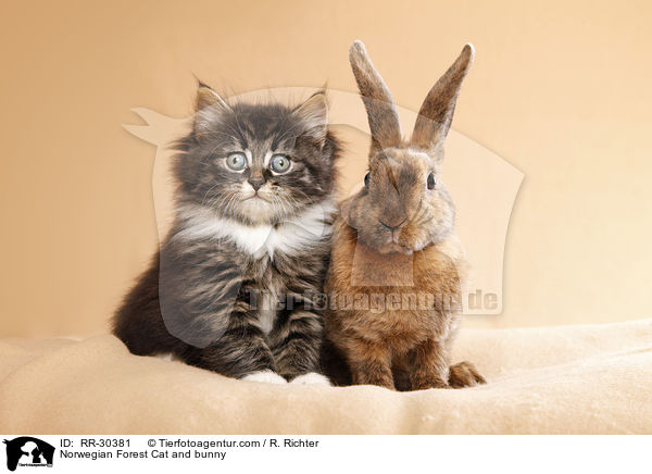 Norwegisches Waldktzchen und Rexkaninchen / Norwegian Forest Cat and bunny / RR-30381