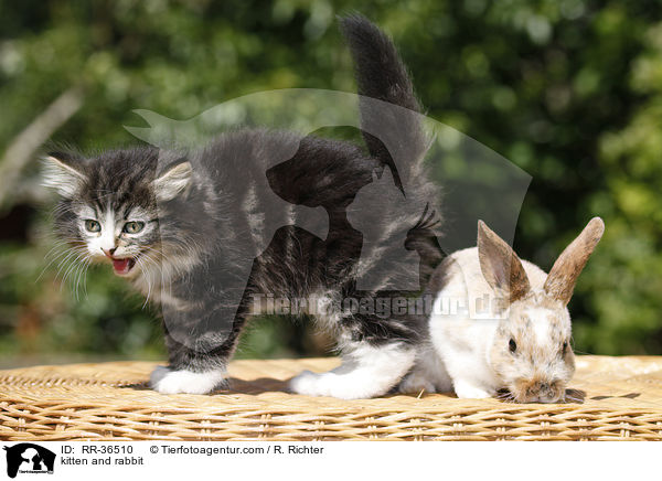 kitten and rabbit / RR-36510