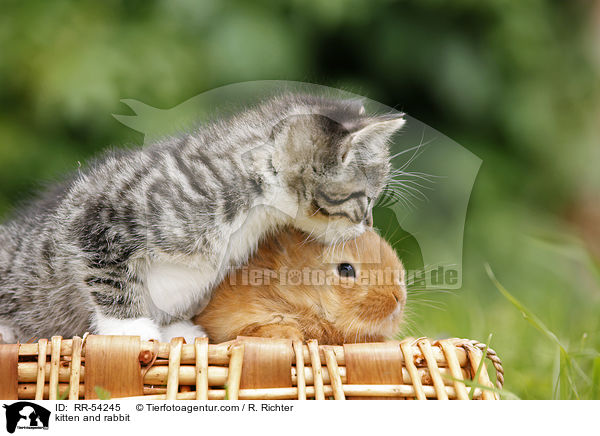 kitten and rabbit / RR-54245