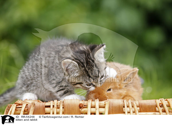 Ktzchen und Kaninchen / kitten and rabbit / RR-54248