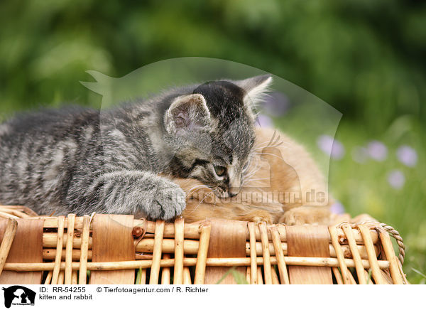 Ktzchen und Kaninchen / kitten and rabbit / RR-54255
