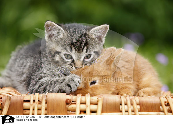 Ktzchen und Kaninchen / kitten and rabbit / RR-54256