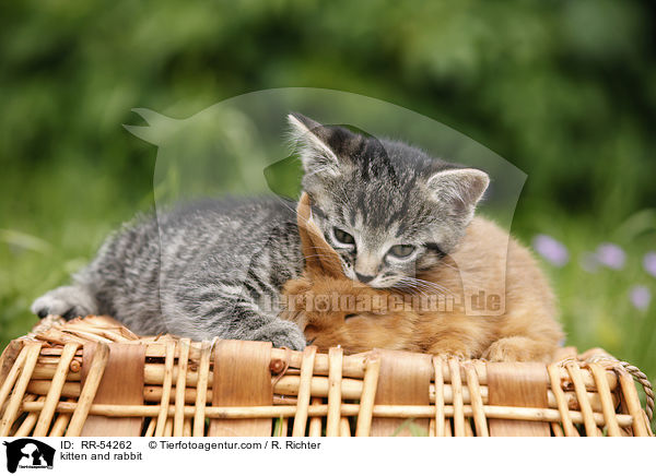 kitten and rabbit / RR-54262