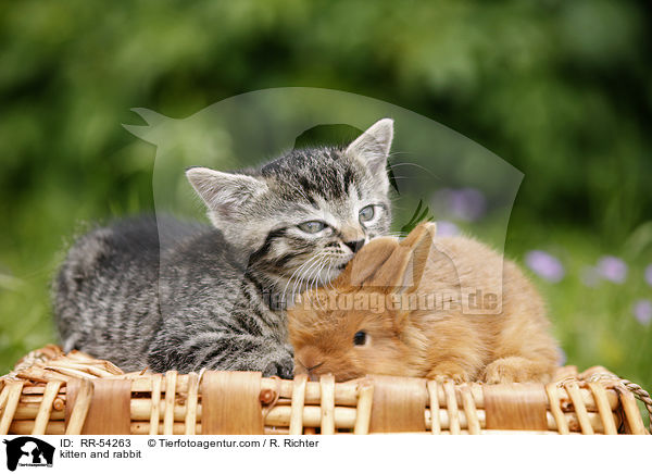 Ktzchen und Kaninchen / kitten and rabbit / RR-54263