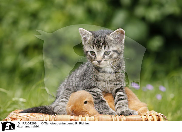 kitten and rabbit / RR-54269
