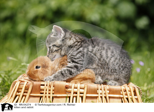 kitten and rabbit / RR-54274