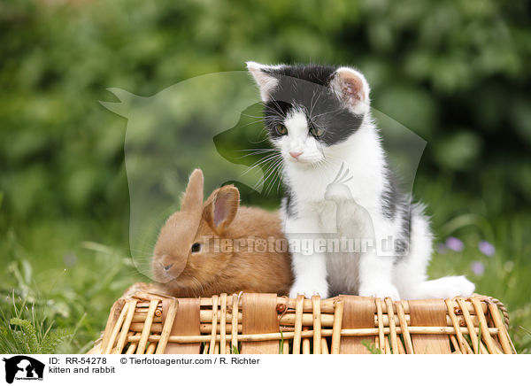 kitten and rabbit / RR-54278