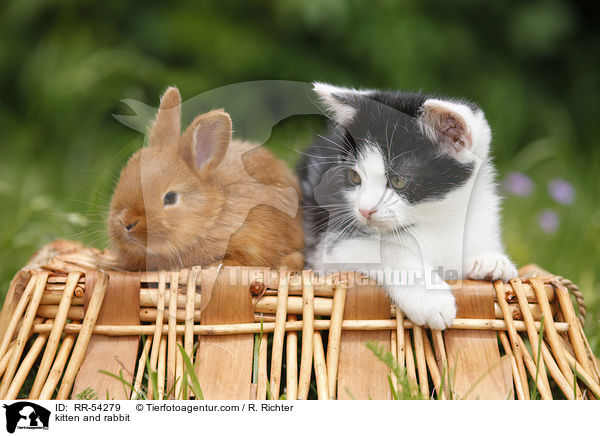 Ktzchen und Kaninchen / kitten and rabbit / RR-54279