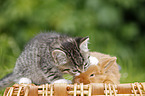 kitten and rabbit