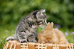 kitten and rabbit