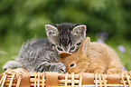 kitten and rabbit