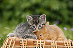 kitten and rabbit