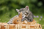 kitten and rabbit