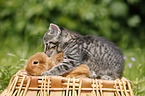 kitten and rabbit