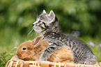 kitten and rabbit