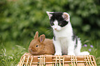 kitten and rabbit