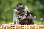 kitten and rabbit