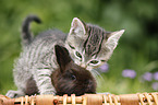 kitten and rabbit