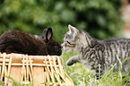 kitten and rabbit