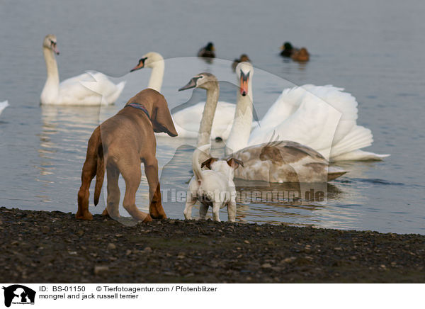 mongrel and jack russell terrier / BS-01150