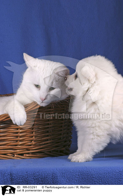 cat & pomeranian puppy / RR-03291