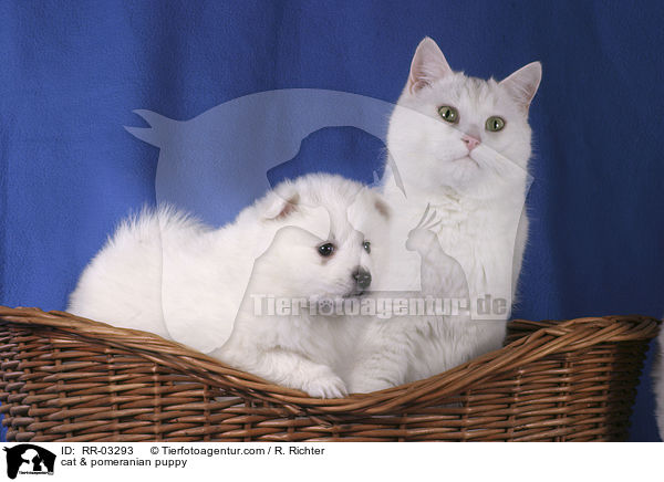 cat & pomeranian puppy / RR-03293