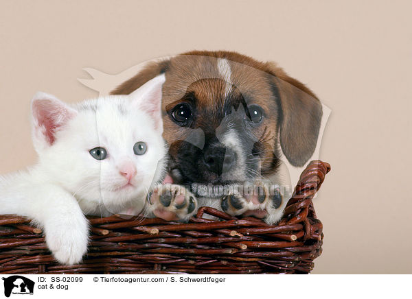 cat & dog / SS-02099