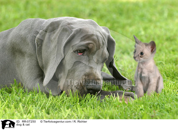 Hund & Katze / dog & cat / RR-07250