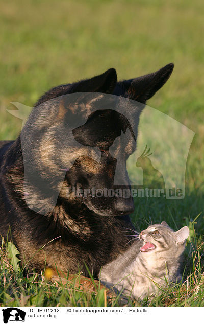 Hund und Katze / cat and dog / IP-01212